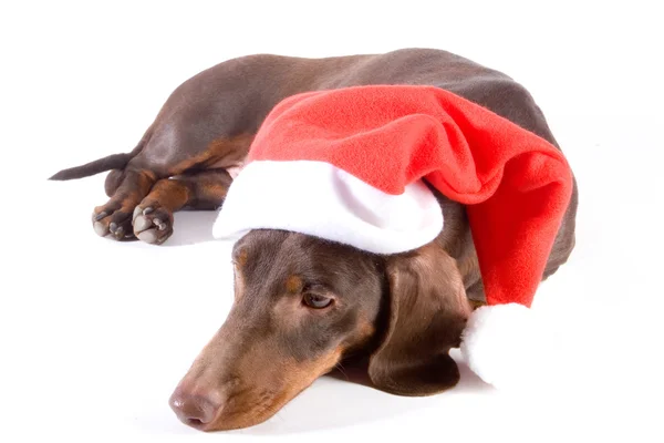 Lying christmas dachshund — Stock Photo, Image