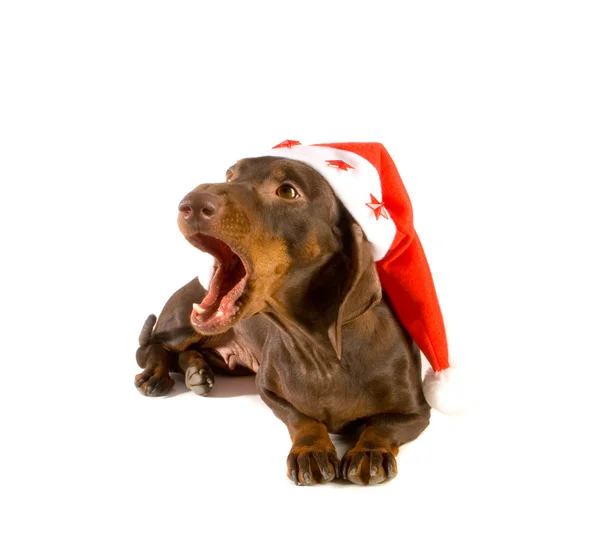 Christmas dachshund yawning — Stock Photo, Image