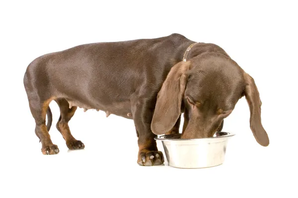 Dachshund eating — Stock Photo, Image