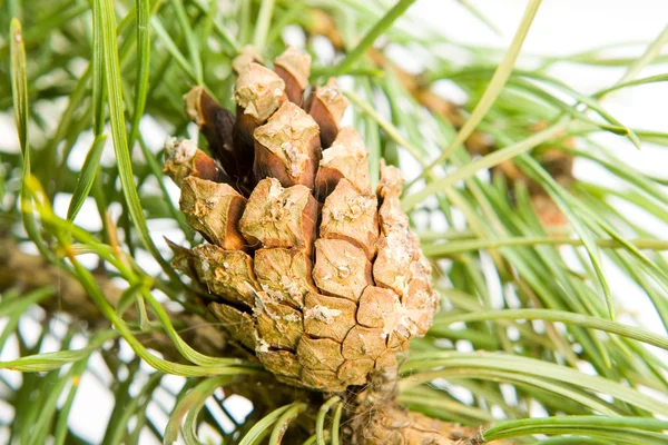Pine cone Royalty Free Stock Images