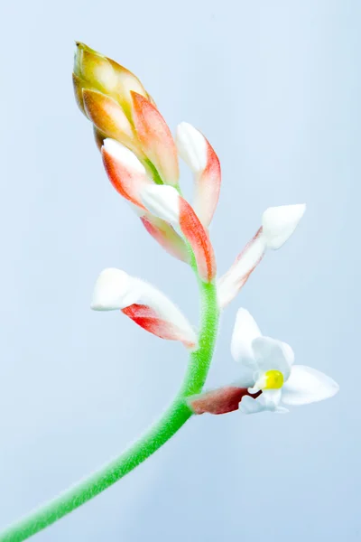 Біла квітка Стокове Зображення