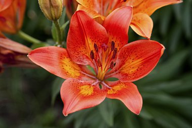 Orange lily clipart