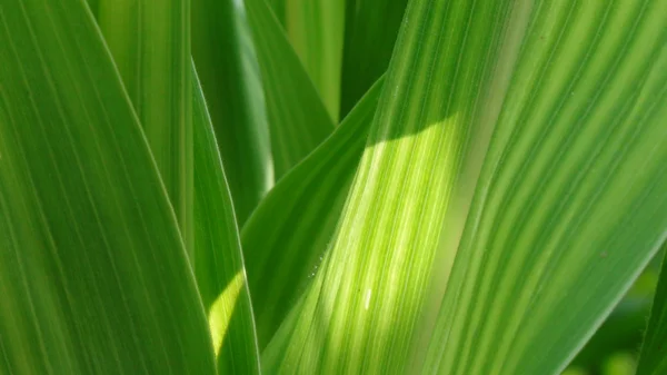 Textura naturel com folhas de milho — Fotografia de Stock