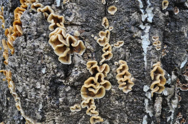 Stock image Mushroom