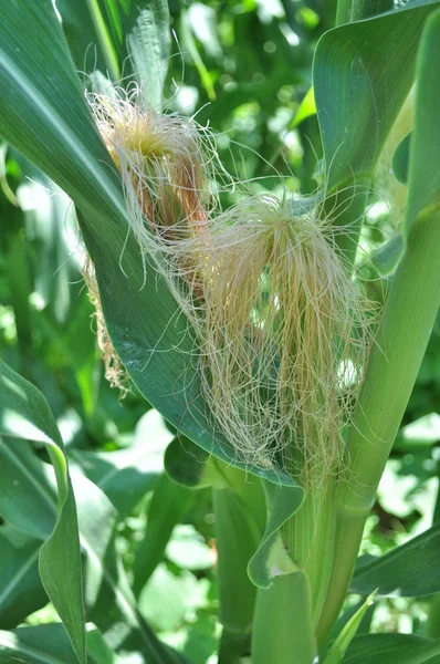 stock image Corn