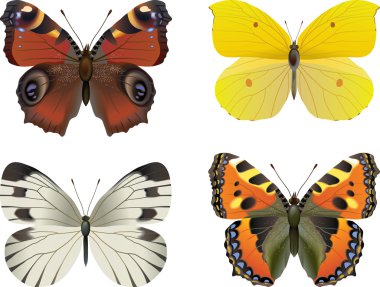 Set of vector realistic butterfly clipart