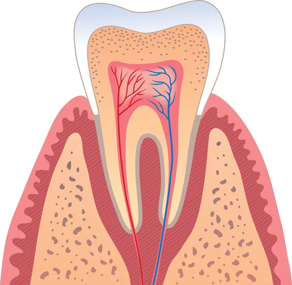 Estrutura dos dentes humanos — Vetor de Stock