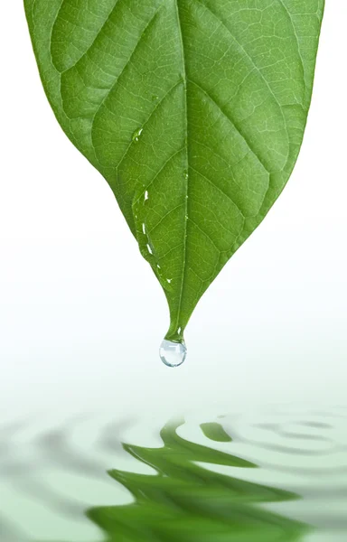 Löv och vatten droppe — Stockfoto