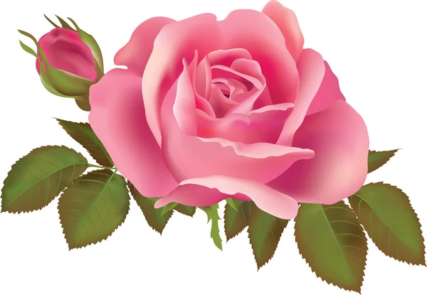 矢量粉红玫瑰 — 图库矢量图片