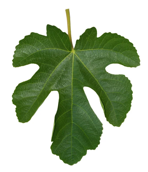 Fig leaf — Stockfoto