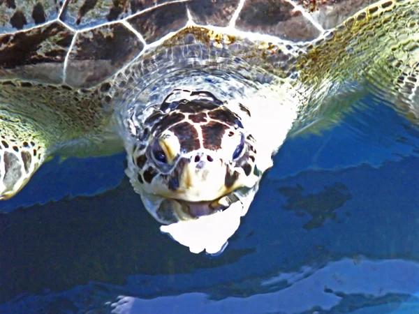 Alimentación de tortugas — Foto de Stock