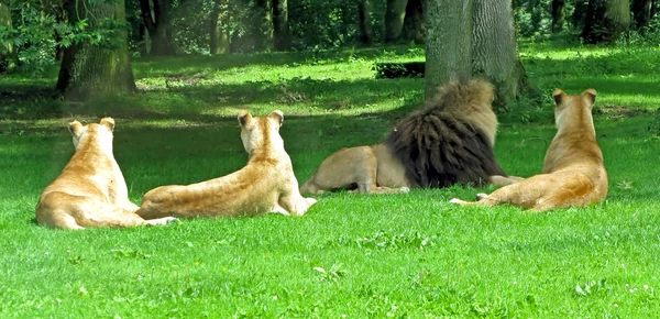 Leeuw en lionesses — Stockfoto