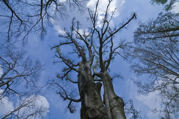 Árvores com céu azul e nuvens — Fotografia de Stock