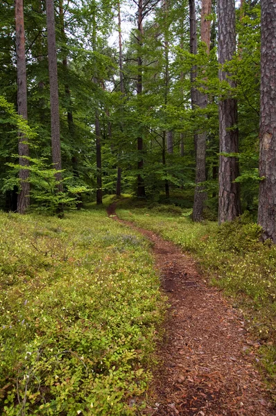 Camino en el bosque — Foto de Stock