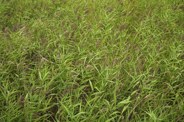 stock image Phragmites communis