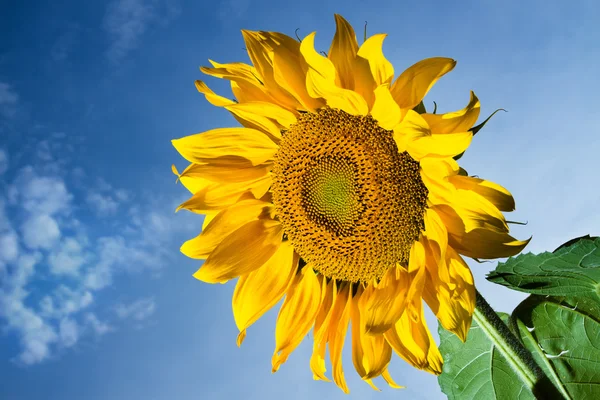 Helder gele zonnebloem op blauwe hemel — Stockfoto