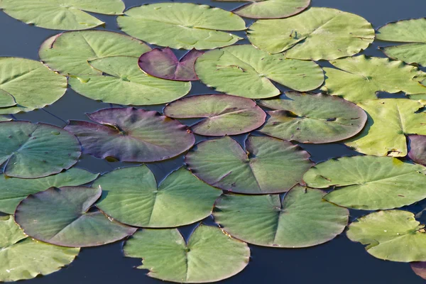Lirio de pantano (flores púrpura y hojas verdes ) — Foto de Stock