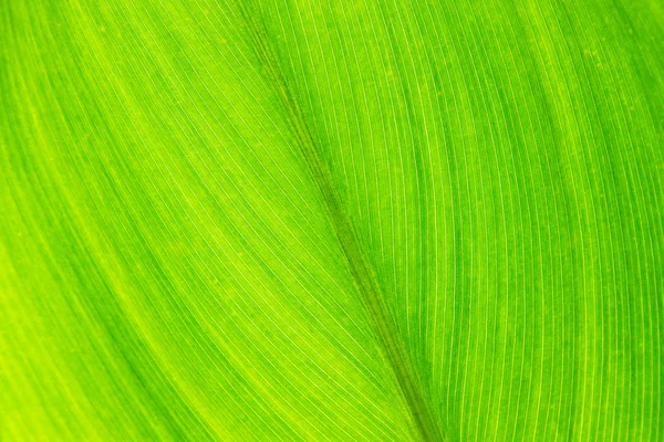 Zielony liść z żyły, z bliska — Zdjęcie stockowe
