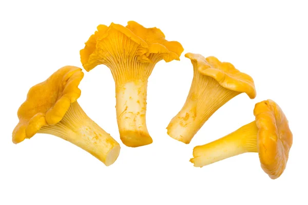 Funghi di finferli. 4 pezzi, isolati — Foto Stock