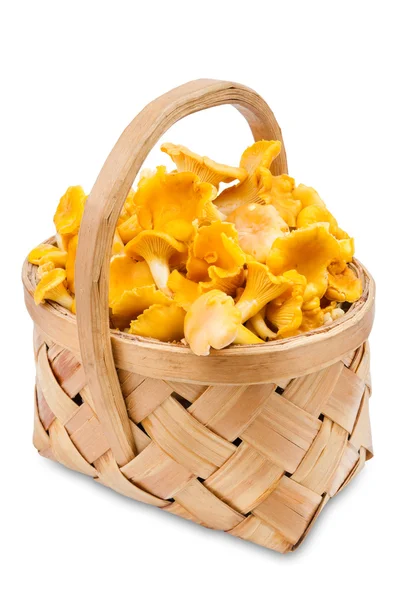 Cogumelos Chanterelle na cesta — Fotografia de Stock