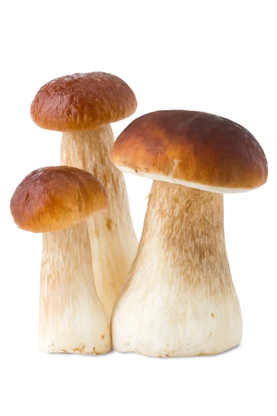Trzy grzyby białe, Borowik, na białym tle — Zdjęcie stockowe
