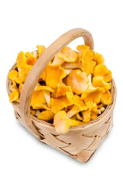 Funghi di finferli in cesto — Foto Stock