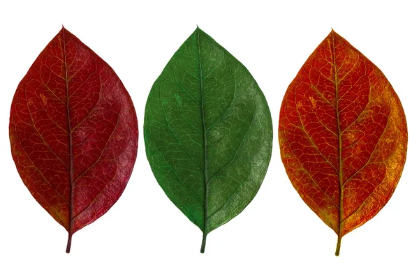 Drei Herbstblätter — Stockfoto