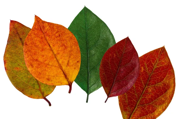 Gruppe von Herbstblättern — Stockfoto