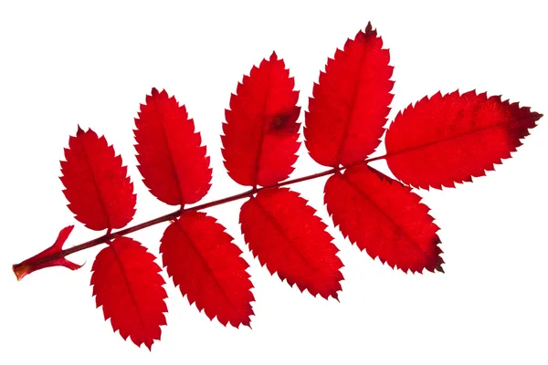 Red autumn twig with leaves — Stock Photo, Image