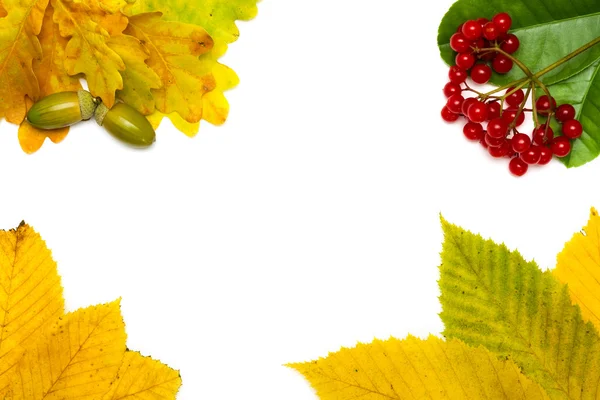 Herbstliches Arrangement aus Blättern, Beeren und Eicheln — Stockfoto