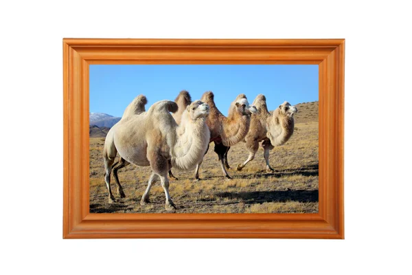 Фото з верблюдів — стокове фото