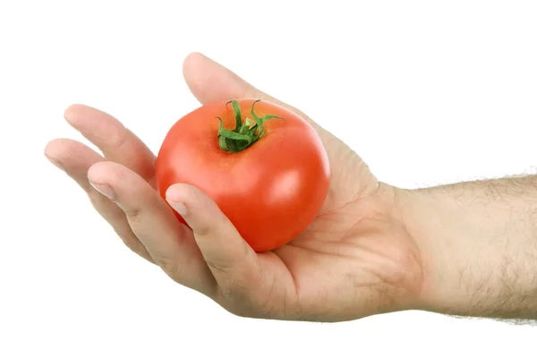 The man's hand holds a red tomato — Stock Photo, Image