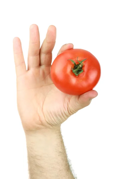 La mano dell'uomo tiene un pomodoro rosso — Foto Stock