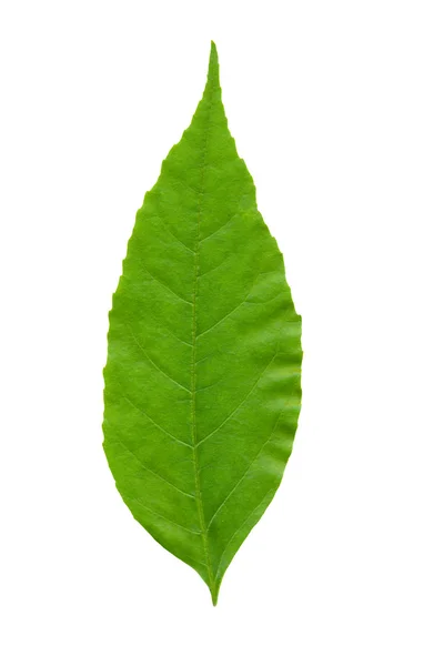 stock image Green leaf