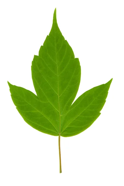 stock image Green leaf