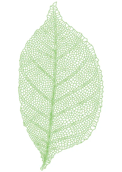 Yeşil yaprak, vektör — Stok Vektör