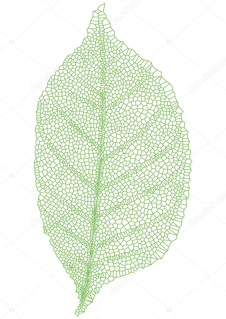 Green leaf, vector