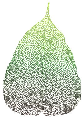 Leaf vein clipart