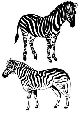 Zebra, vector clipart