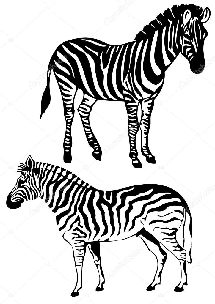 Zebra, vector