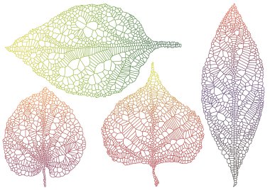 Textured autmn leaf
