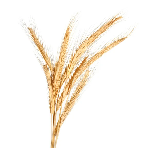 小麦的耳朵 图库图片