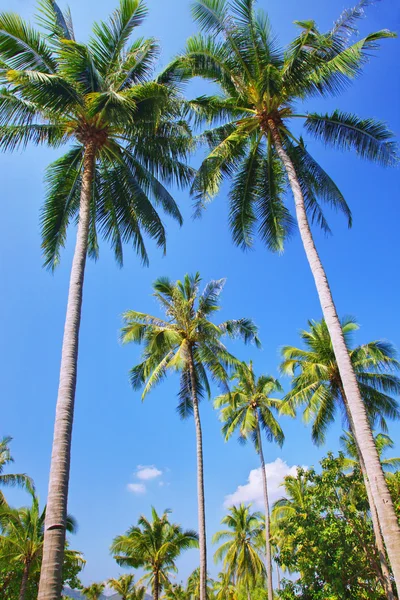 Tropische palmen — Stockfoto