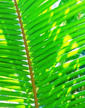 Palm leaf clipart