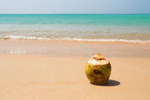Kokosový ořech na pláži Royalty Free Stock Fotografie