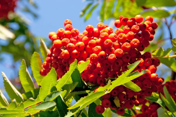 Höstens ahsberry — Stockfoto