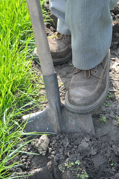 Gardener digging up — Stock Photo, Image