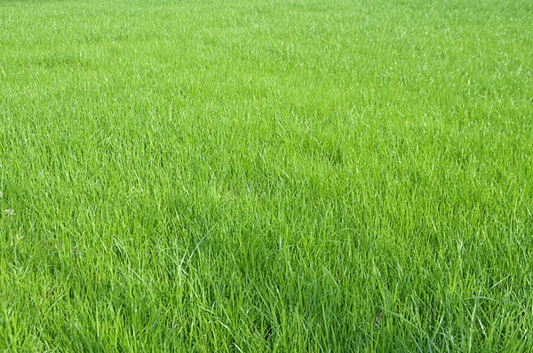 Grønt gressfelt – stockfoto
