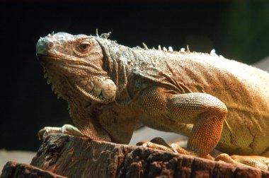 iguana portresi