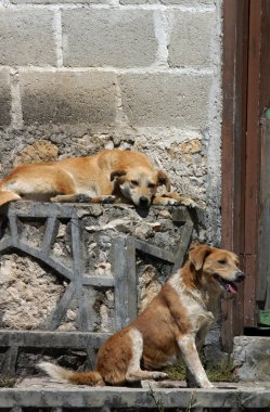 san cristobal sokak köpekleri